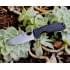  Нож Honey Badger Flipper L с чёрной рукоятью пригодится для туризма, рыбалки, охоты и повседневного использования, фото  (5) 